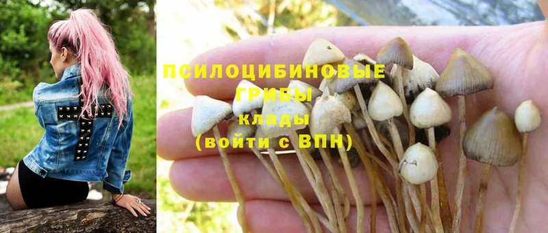 продажа наркотиков  Отрадное  Псилоцибиновые грибы Magic Shrooms 